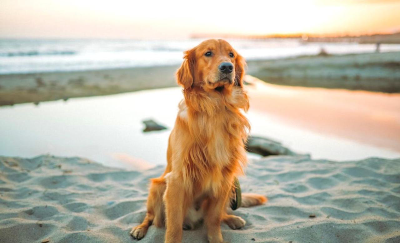 Idyllic Cornish Cottage, Superking Bed, Private Garden Dogs Welcome トルーロー エクステリア 写真