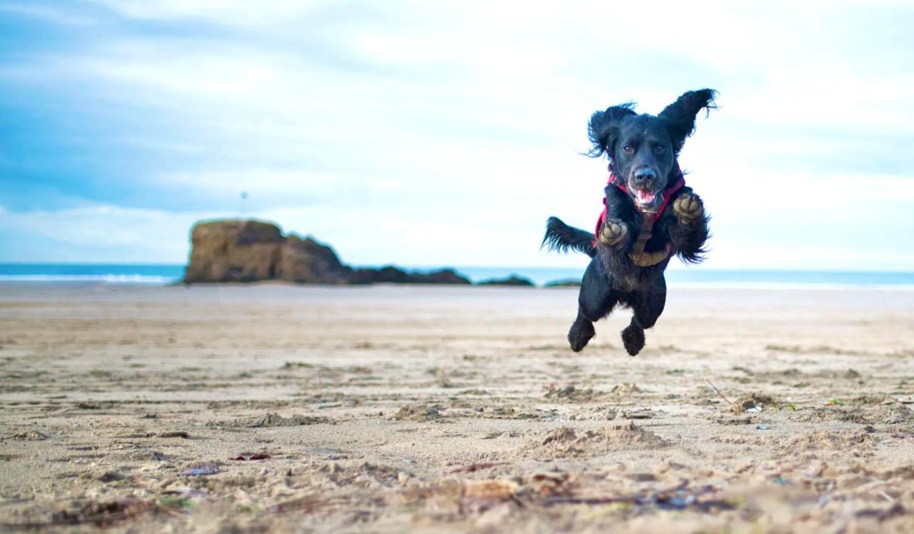 Idyllic Cornish Cottage, Superking Bed, Private Garden Dogs Welcome トルーロー エクステリア 写真